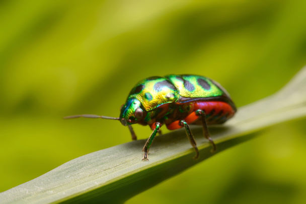 Rainbow shield bug holding grass - Photo, Image