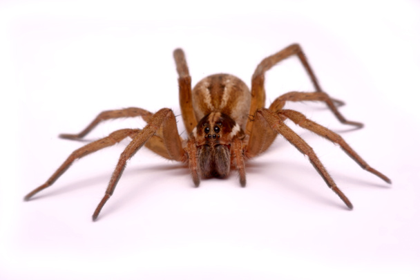 Las arañas cazadoras cercanas están aisladas sobre fondo blanco
 - Foto, imagen