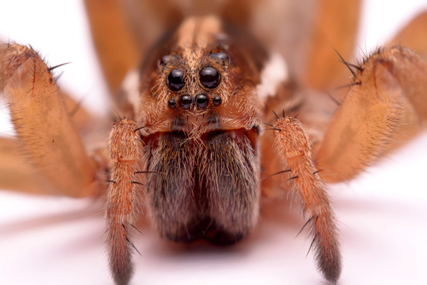 Close up huntsman spiders are isolated on white background - Photo, Image