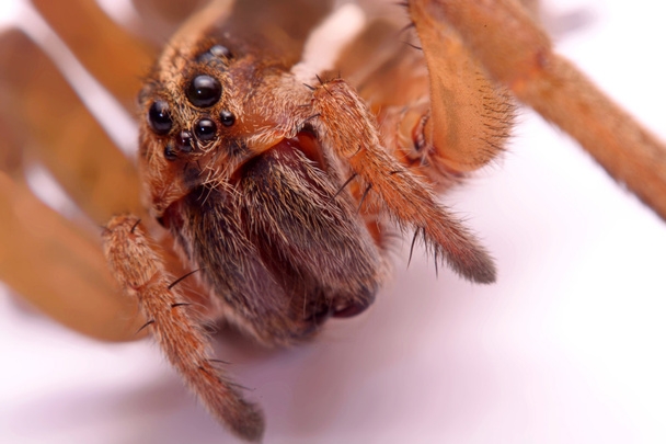 Las arañas cazadoras cercanas están aisladas sobre fondo blanco
 - Foto, Imagen
