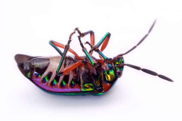 Close up Rainbow shield bug holding (Calidea dregii) on a white background - Photo, Image