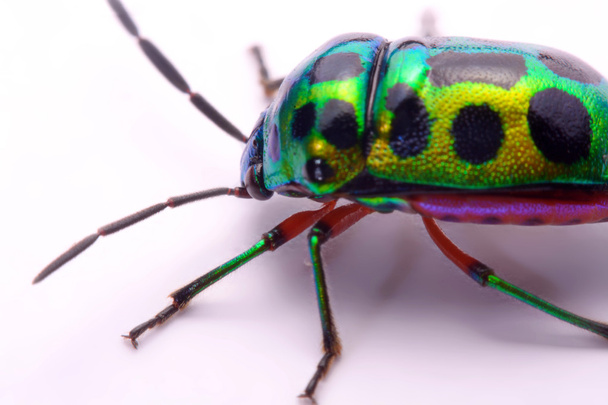 Close up Rainbow shield bug holding (Calidea dregii) on a white background. - Photo, Image