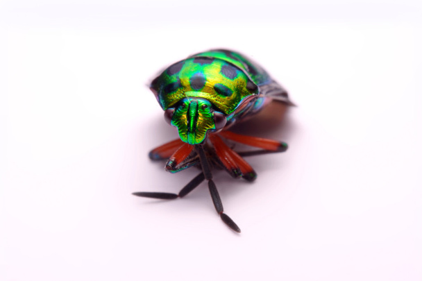Cerrar Arco iris escudo bug holding (Calidea dregii) sobre un fondo blanco
 - Foto, imagen