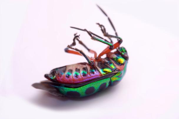 Close-up van Rainbow schild bug bedrijf (Calidea dregii) op een witte achtergrond. - Foto, afbeelding
