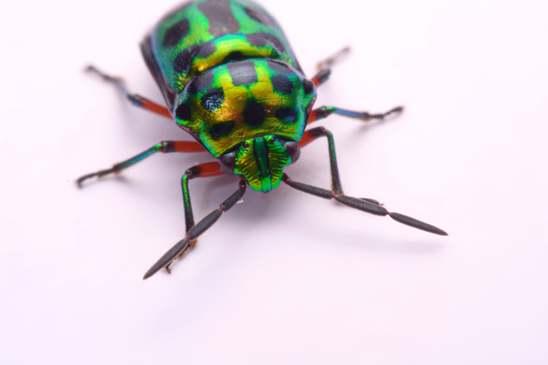 Close-up van Rainbow schild bug bedrijf (Calidea dregii) op een witte achtergrond. - Foto, afbeelding