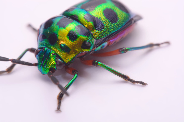 Close up Rainbow shield bug holding (Calidea dregii) on a white background - Photo, Image