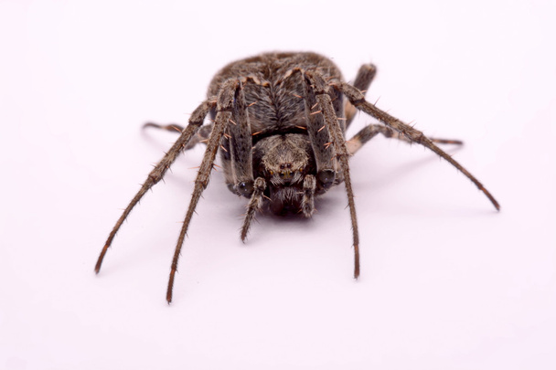 Aranha cruzada cinzenta (Larinioides sclopetarius) sobre um fundo branco
 - Foto, Imagem