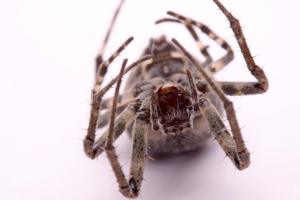 Gray cross spider (Larinioides sclopetarius) on a white background - Fotografie, Obrázek