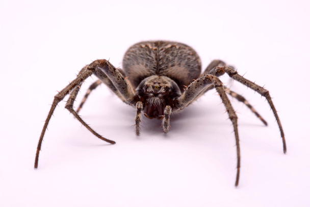Araignée croisée grise (Larinioides sclopetarius) sur fond blanc
 - Photo, image