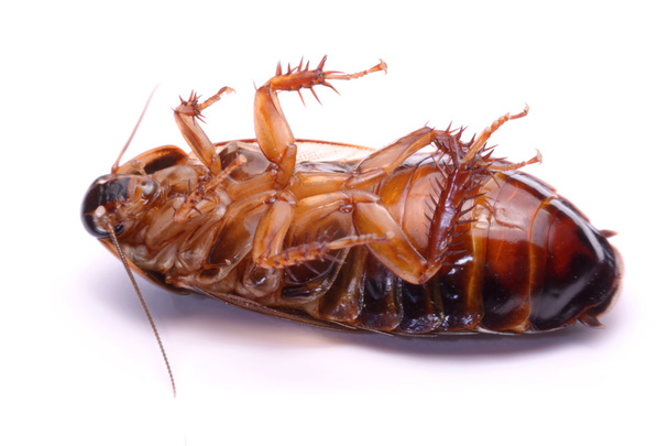 Specie di scarafaggi che vivono in Thailandia (scarafaggio scavatore) su uno sfondo bianco
. - Foto, immagini