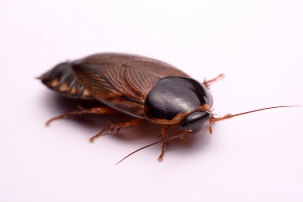 Cockroach species living in Thailand (Burrowing cockroach) on a white background. - Photo, Image