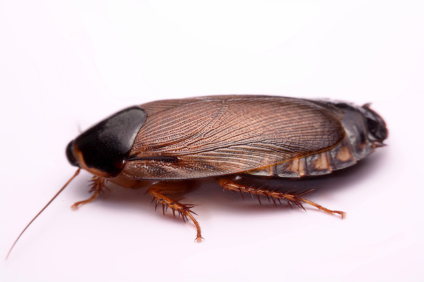 Cockroach species living in Thailand (Burrowing cockroach) on a white background. - Photo, Image