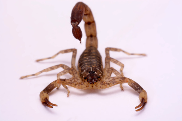 Nahaufnahme Skorpion auf weißem Hintergrund. - Foto, Bild