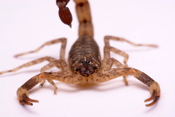 Close-up van Scorpion een witte achtergrond. - Foto, afbeelding