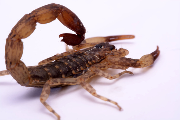 Zblízka Scorpion na bílém pozadí - Fotografie, Obrázek