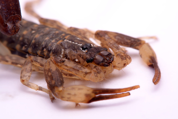 Közelről Scorpion egy fehér háttér - Fotó, kép