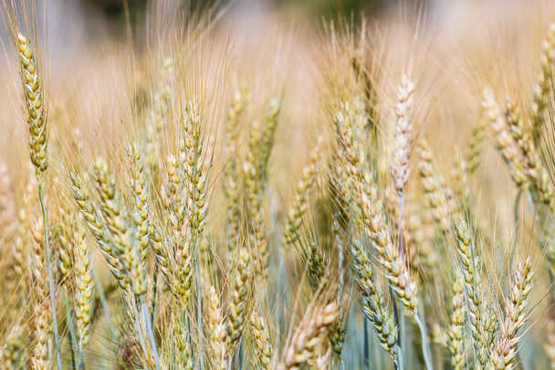 zrání pšeničné pole - Fotografie, Obrázek