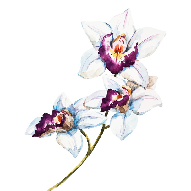 Watercolor orchid flowers - Vektör, Görsel