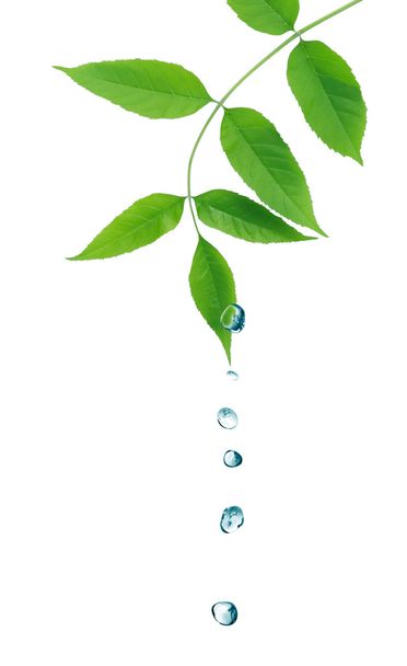 Зелене листя і краплі води
 - Фото, зображення