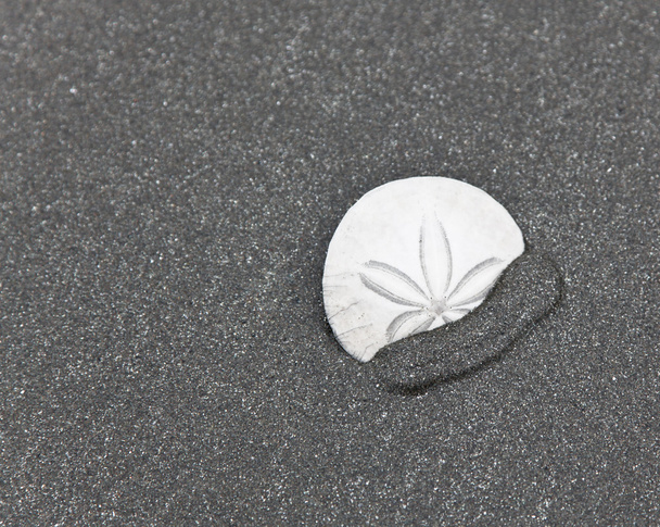 zand dollar op grijs zand - Foto, afbeelding