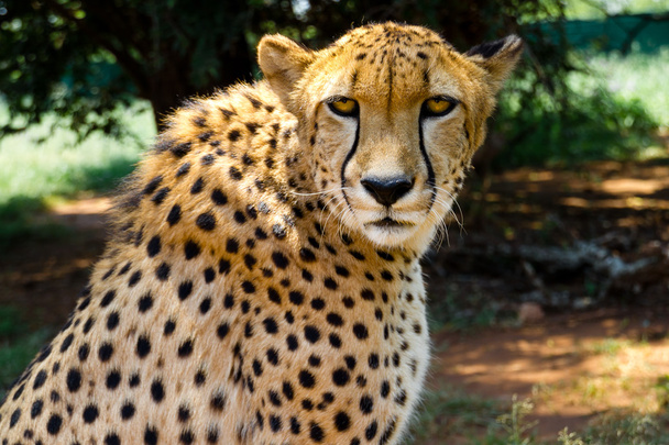 Cheetah kameraya bakarak yakın çekim - Fotoğraf, Görsel