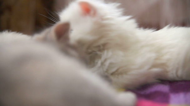 valkoinen kaksi kissanpentu pelaa nukkuu purra toisiaan huoneeseen
 - Materiaali, video