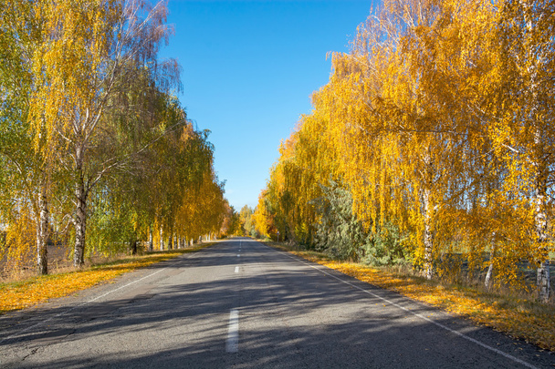 Bomen in de buurt van de weg in de herfst - Foto, afbeelding