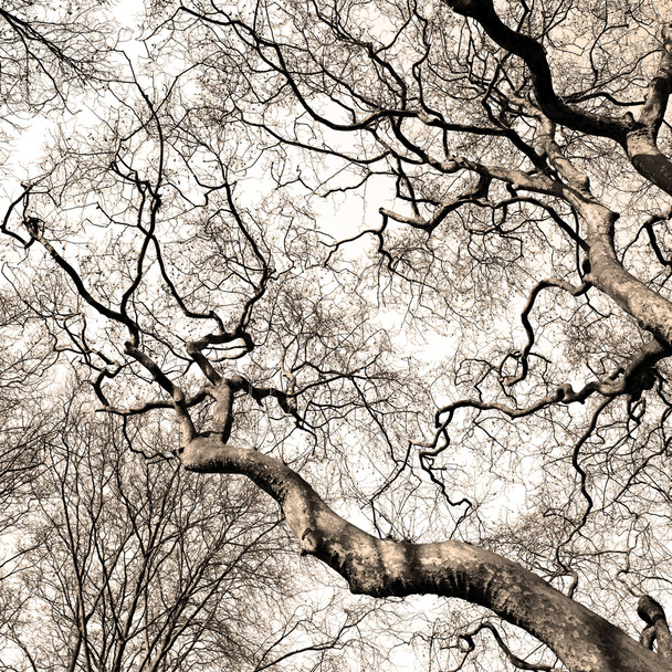 Park v Londýně jarní oblohy a starého uschlého stromu  - Fotografie, Obrázek