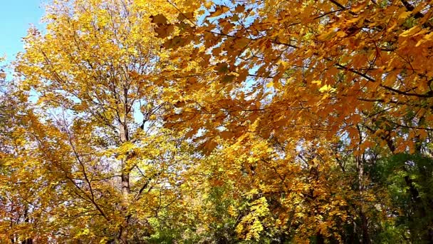 Herbstzauber in Zeitlupe - Filmmaterial, Video
