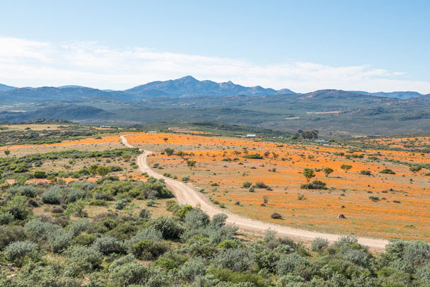 View of Skilpad in the Namaqua National Park - Photo, Image