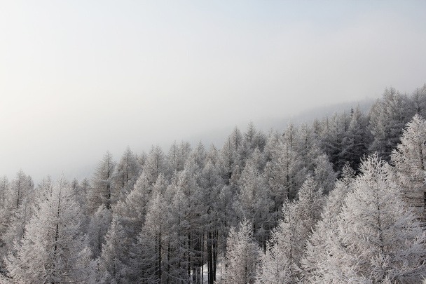 Winter mountain forest - Foto, Bild