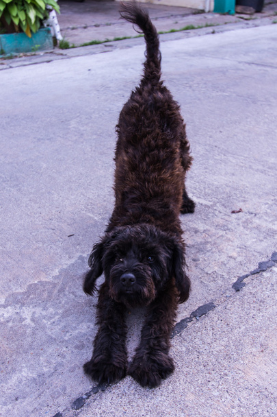 Tay köpek, siyah sokak - Fotoğraf, Görsel