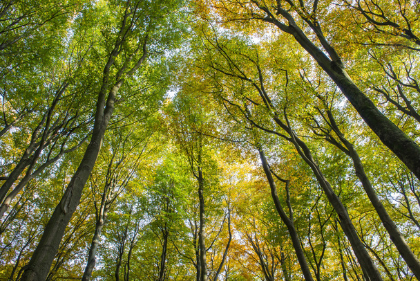 Buchenwälder Herbst Kaapse Bossen - Foto, Bild