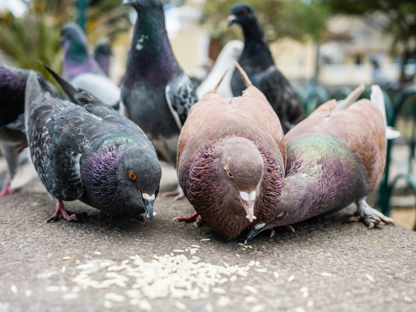 Pigeons eating rice - Photo, Image