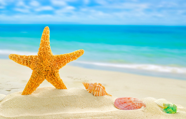 Summer concept with sandy beach, shells and starfish. - Photo, Image