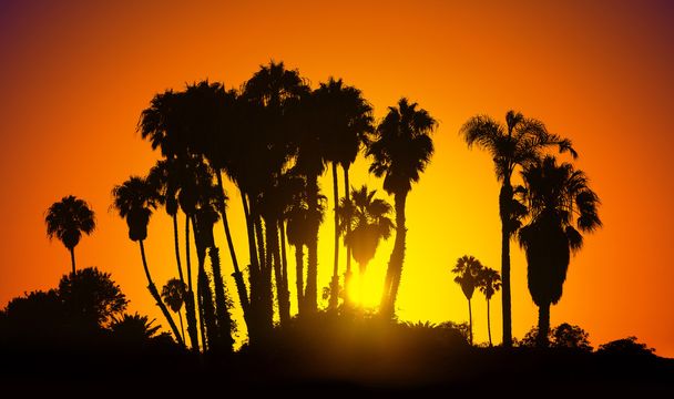 Vintage gestileerde afbeelding van palmen silhouetten bij zonsondergang. - Foto, afbeelding
