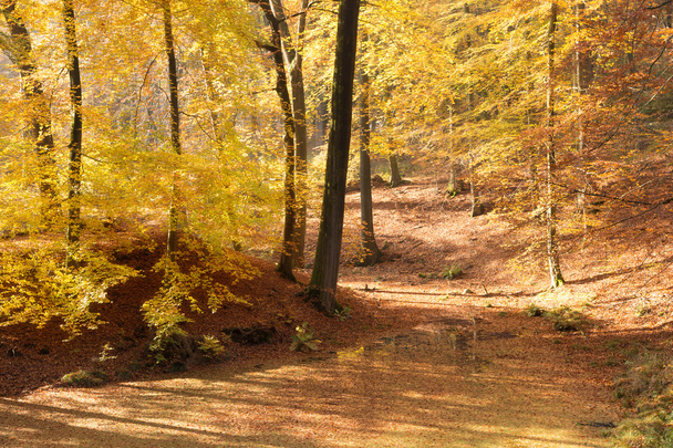 Forest in Autum - Photo, Image