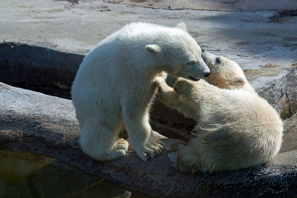 Two polar white bear - Фото, изображение