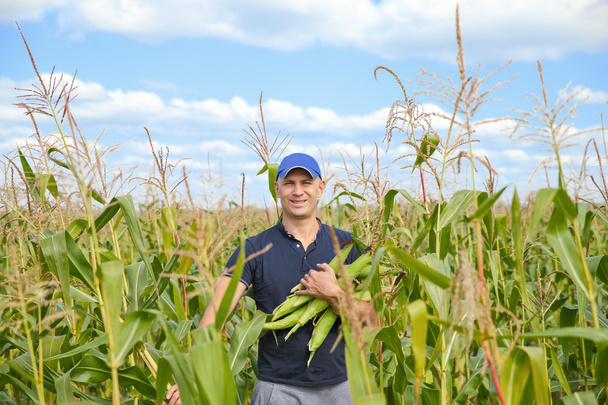 gathering corn on field - Foto, Bild
