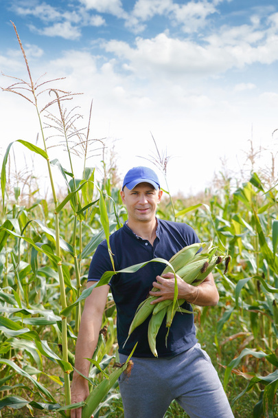 gathering corn on field - Foto, Bild