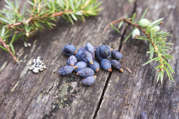 Baies de genièvre, Juniperus drupacea
 - Photo, image