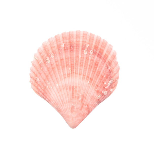 fehér kagylóra izolált kagyló - Fotó, kép