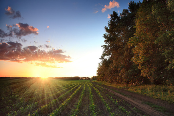 Tie pitkin maissipeltoa ja metsää auringonlaskun aikaan
 - Valokuva, kuva
