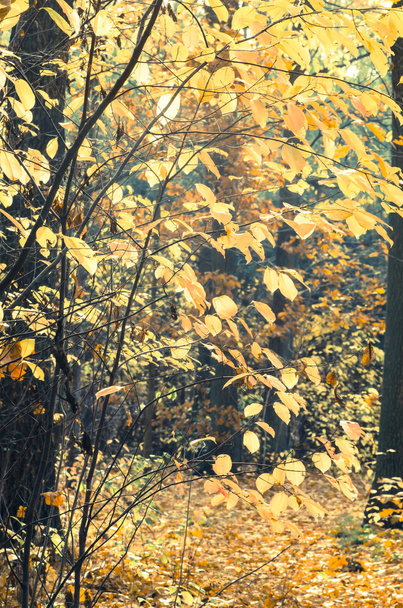 podzimní les na slunečný den - Fotografie, Obrázek