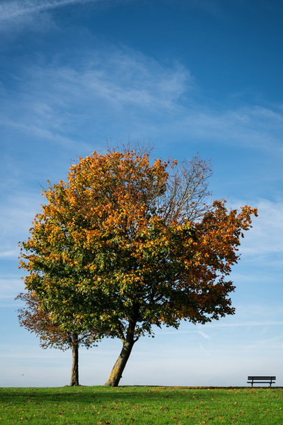 árvore de outono único
 - Foto, Imagem