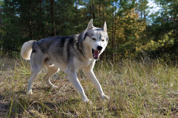 Bared grey wolf - Fotoğraf, Görsel