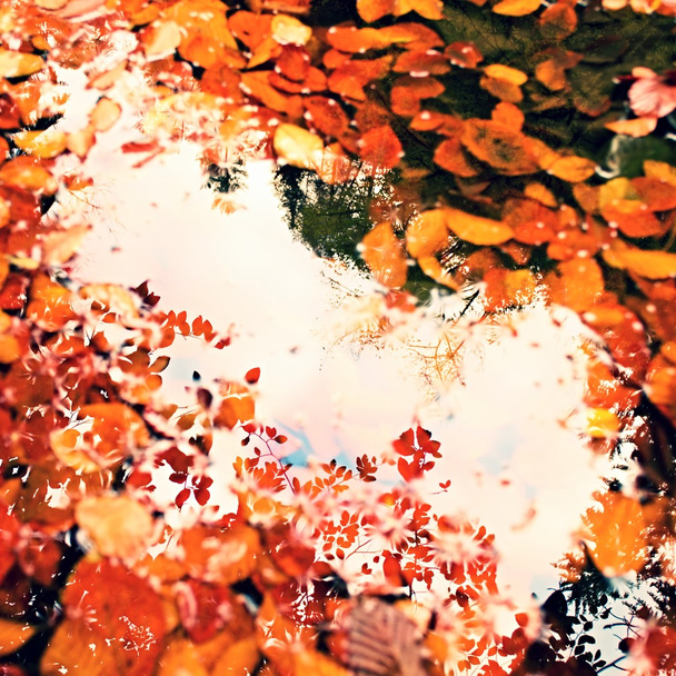 Kaatuneet pyökki lehdet ja kivet vuoren joki vedessä, ensimmäinen värikäs lehdet paljaat peili vedenkorkeus
 - Valokuva, kuva