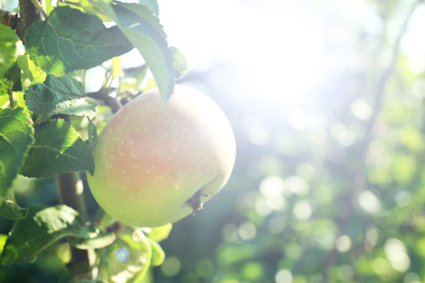 Zbliżenie drzewo gałąź jabłka - Zdjęcie, obraz