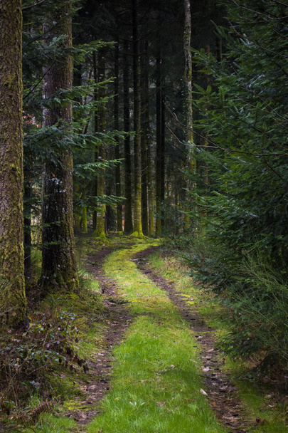 Sentier forestier enchâssé
 - Photo, image