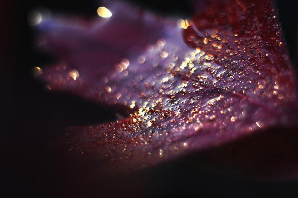 Mokrý déšť list - Fotografie, Obrázek
